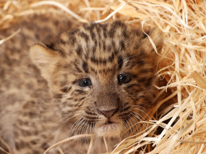 Mláďata vzácného levharta čínského narozená v plzeňské zoo dostala jména  Chen a Chang