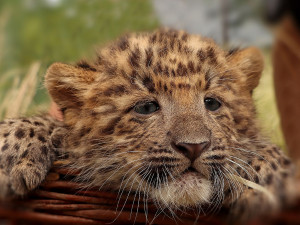 Mláďata vzácného levharta čínského narozená v plzeňské zoo dostala jména  Chen a Chang