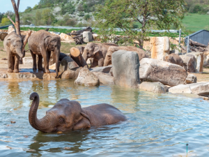 Čtyři sloni by se mohli za pár let stát hvězdami plzeňské zoo, zahrada už zadala projekt nového pavilonu