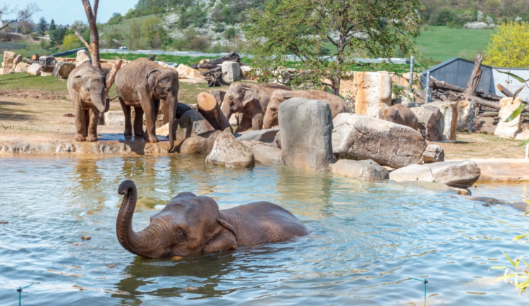 ilustrační foto, zdroj: Tomáš Adamec, Zoo Praha