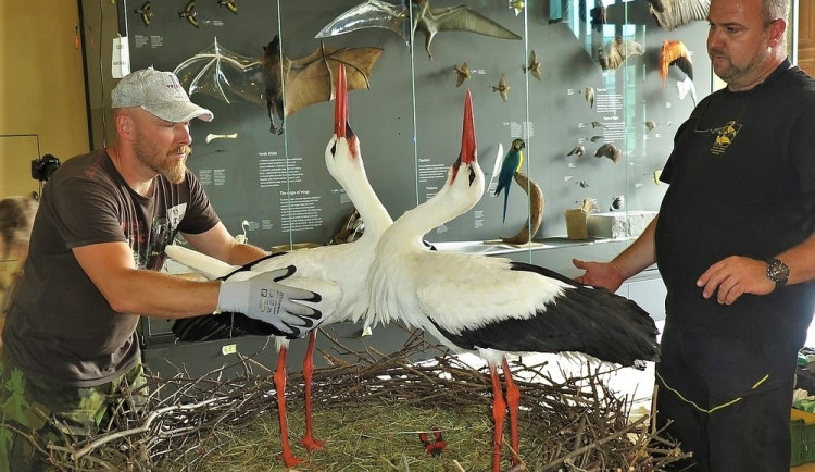 Experti z plzeňské záchranné stanice vyráběli čapí hnízdo pro novou expozici Národního muzea Praha