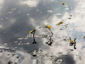 Hladina Seneckého rybníka kvete vzácnými žlutými květy bublinatek, jde o český unikát