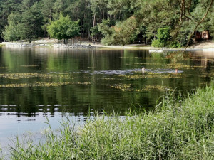 Hladina Seneckého rybníka kvete vzácnými žlutými květy bublinatek, jde o český unikát