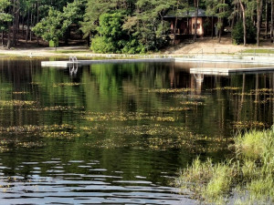 Hladina Seneckého rybníka kvete vzácnými žlutými květy bublinatek, jde o český unikát
