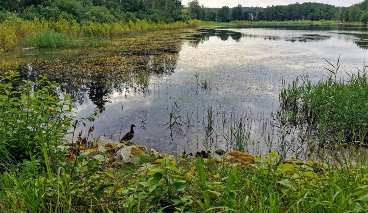 Hladina Seneckého rybníka kvete vzácnými žlutými květy bublinatek, jde o český unikát