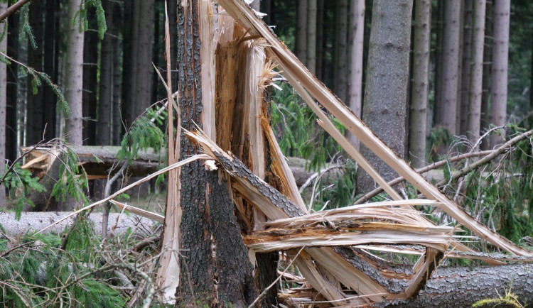 Po bouřích vstup zakázán: Větrem poškozené stromy ohrožují všechny návštěvníky lesů