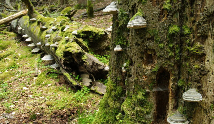 foto: Jana Juráková