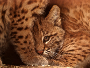 Očkování nevyhnula ani mláďata rysa červeného, v plzeňské zoo šelmy úspěšně chovají už řadu let