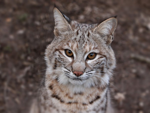 Očkování nevyhnula ani mláďata rysa červeného, v plzeňské zoo šelmy úspěšně chovají už řadu let
