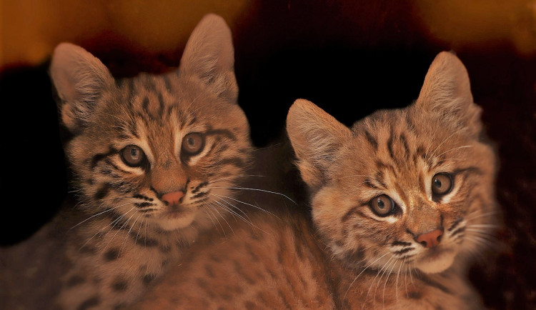 Očkování nevyhnula ani mláďata rysa červeného, v plzeňské zoo šelmy úspěšně chovají už řadu let