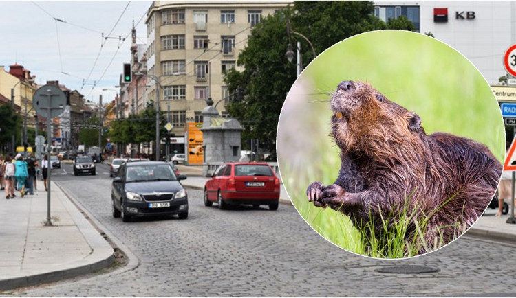 Bobr si to štrádoval přímo po rušném plzeňském bulváru, nahánět ho museli strážníci