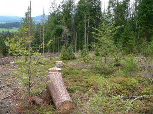 Tlející dřevo je pro lesní ekosystém nezbytné, jeho význam zkoumají vědci z ČR a Bavorska