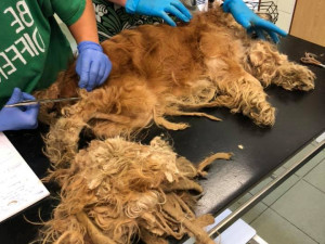 Kokršpaněl měl zanedbanou a dlouho nestříhanou srst.