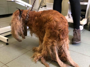 Kokršpaněl měl zanedbanou a dlouho nestříhanou srst.