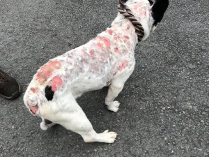 Tělo buldočka pokrývaly hnisající rány.