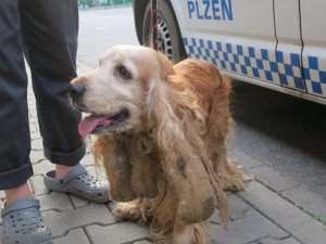 Kokršpaněla pojmenovali Oskar.Do adopce bude moci jít až se plně zotaví.