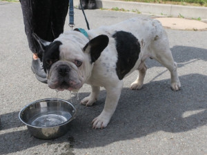 Buldoček dostal jméno Hank. Do adopce bude moci jít až se plně zotaví