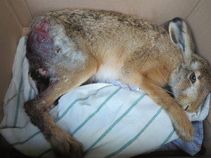 Zaječí námluvy ve městě končí mnohdy tragicky, mladí samci z venkova nezvládnou automobilový provoz