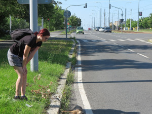 Zaječí námluvy ve městě končí mnohdy tragicky, mladí samci z venkova nezvládnou automobilový provoz