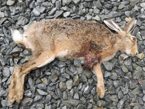 Zaječí námluvy ve městě končí mnohdy tragicky, mladí samci z venkova nezvládnou automobilový provoz