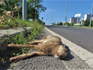 Zaječí námluvy ve městě končí mnohdy tragicky, mladí samci z venkova nezvládnou automobilový provoz