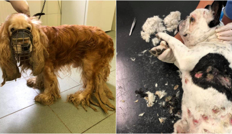 Jeden den a hned dva zubožení psi, ošetřovatelům v útulku došla slova