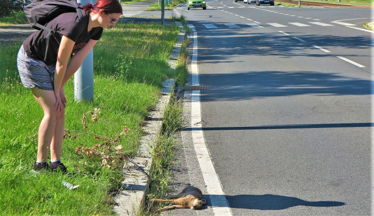Zaječí námluvy ve městě končí mnohdy tragicky, mladí samci z venkova nezvládnou automobilový provoz