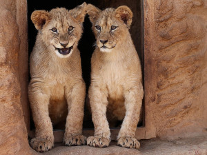 Dvě mláďata lvů berberských oslavila v plzeňské zoo první narozeniny