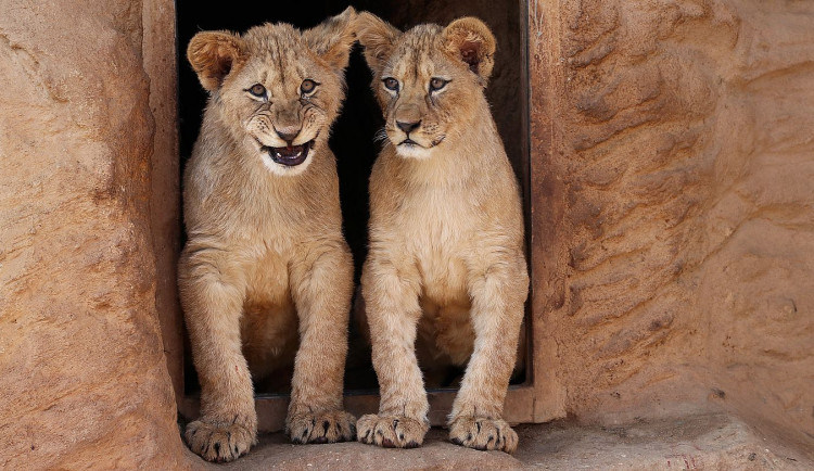 Dvě mláďata lvů berberských oslavila v plzeňské zoo první narozeniny