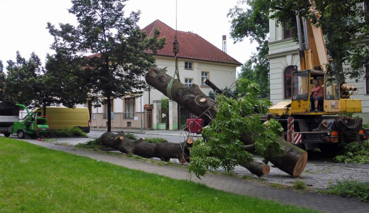 Kvůli nebezpečnému stromu se musela uzavřít část ulice, pokácet ho přijela těžká technika