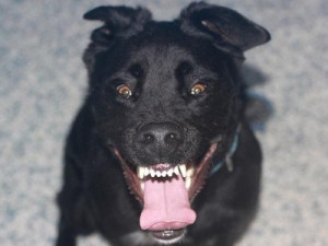 Očkování „nad rámec“