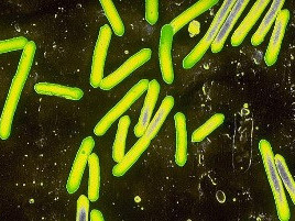 Očkování „nad rámec“