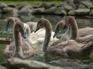 Dvě party labutích mláďat přišly o své rodiče. Hledá se vhodné ubytování pro šest opeřených sirotků