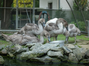 Dvě party labutích mláďat přišly i své rodiče. Hledá se vhodné ubytování pro šest opeřených sirotků