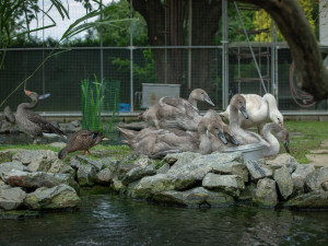 Dvě party labutích mláďat přišly i své rodiče. Hledá se vhodné ubytování pro šest opeřených sirotků