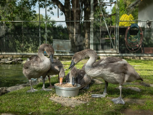 Dvě party labutích mláďat přišly i své rodiče. Hledá se vhodné ubytování pro šest opeřených sirotků