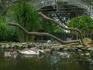 Dvě party labutích mláďat přišly i své rodiče. Hledá se vhodné ubytování pro šest opeřených sirotků