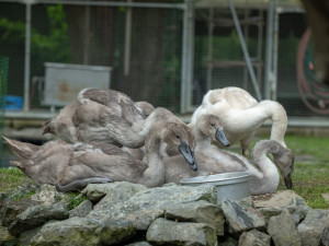 Dvě party labutích mláďat přišly i své rodiče. Hledá se vhodné ubytování pro šest opeřených sirotků