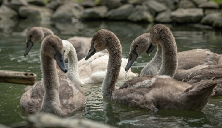 Dvě party labutích mláďat přišly i své rodiče. Hledá se vhodné ubytování pro šest opeřených sirotků