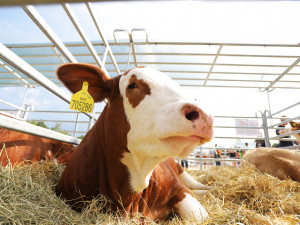Soutěž: Zadarmo na ŽIVITELKU?  Nejnavštěvovanější zemědělská výstava letos v srpnu bude!