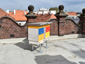Včelám se daří i v centru města, úly na střechách městských budov mohou lidé sledovat online