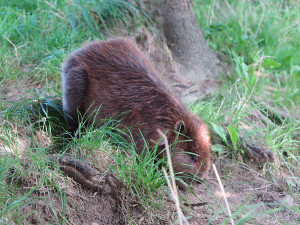 Bobr zůstal uvězněný v prázdné nádrži na dešťovou vodu, pomohli mu záchranáři