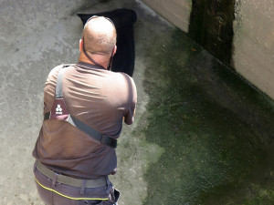 Bobr zůstal uvězněný v prázdné nádrži na dešťovou vodu, pomohli mu záchranáři