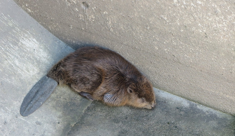 Bobr zůstal uvězněný v prázdné nádrži na dešťovou vodu, pomohli mu záchranáři