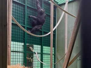 Plzeňská zoo získala z Polska samce šimpanze, na nové prostředí si zatím zvyká