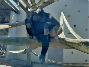 Plzeňská zoo získala z Polska samce šimpanze, na nové prostředí si zatím zvyká