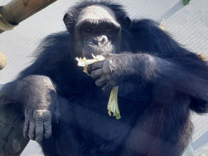 Plzeňská zoo získala z Polska samce šimpanze, na nové prostředí si zatím zvyká