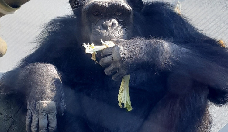 Plzeňská zoo získala z Polska samce šimpanze, na nové prostředí si zatím zvyká