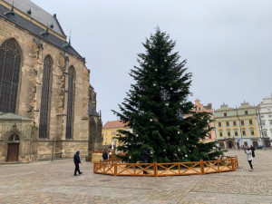 Letní prázdniny ještě neskončily a město už hledá vánoční strom na náměstí