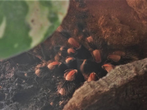 Muž nechal po rozchodu u své bývalé přítelkyně jedovatého pavouka